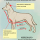 Mappa meridiani energetici cane e gatto per massaggio