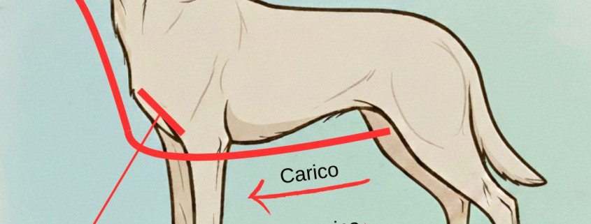 Mappa meridiani energetici cane e gatto per massaggio